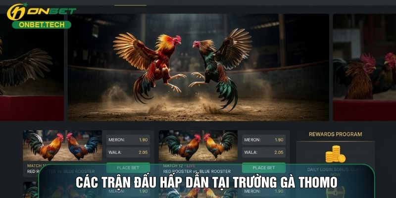 Các trận đấu hấp dẫn tại trường gà Thomo