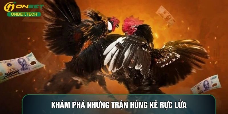 Khám phá những trận hùng kê rực lửa Khám phá những trận hùng kê rực lửa